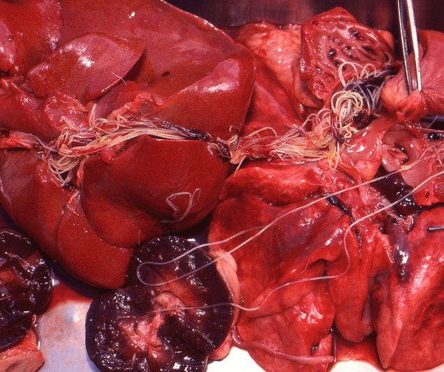 how serious is heartworm in dogs