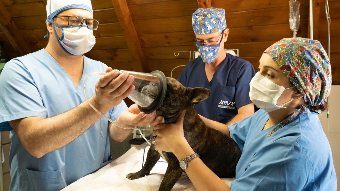 Tracy Animal Hospital - Pet Dental Car - Anesthesia
