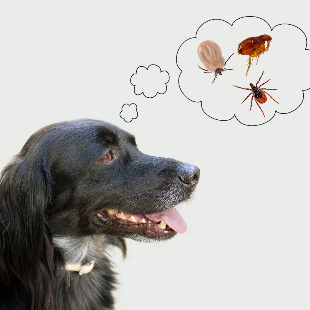 Protecting Your Pet From External Parasites - Tracy Animal Hospital
