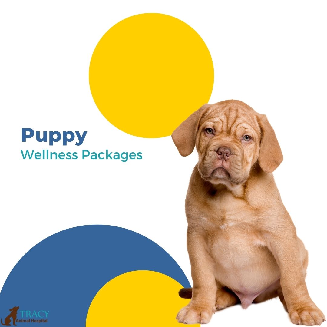 Puppy Wellness Package | Tracy Animal Hospital