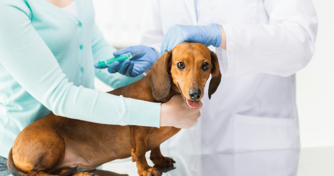 Canine Vaccines | Tracy Animal Hospital