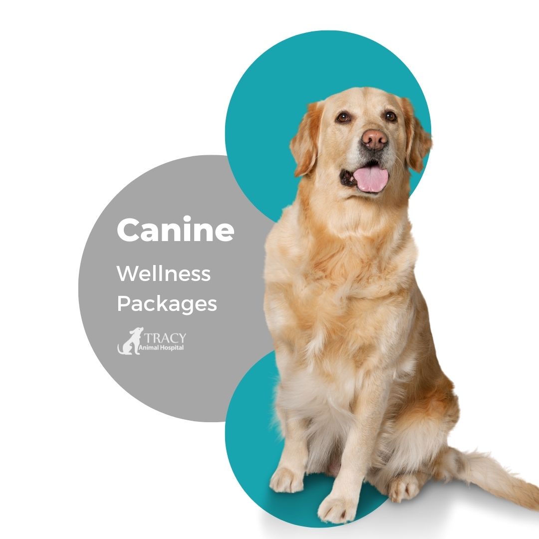 Canine Wellness | Tracy Animal Hospital 