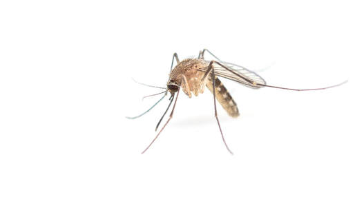 Mosquitoes and Heartworm Disease
