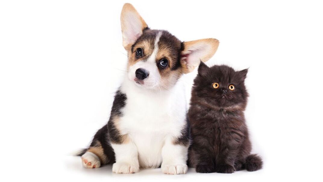 Tracy Animal Hospital | puppy and kitten wellness packages