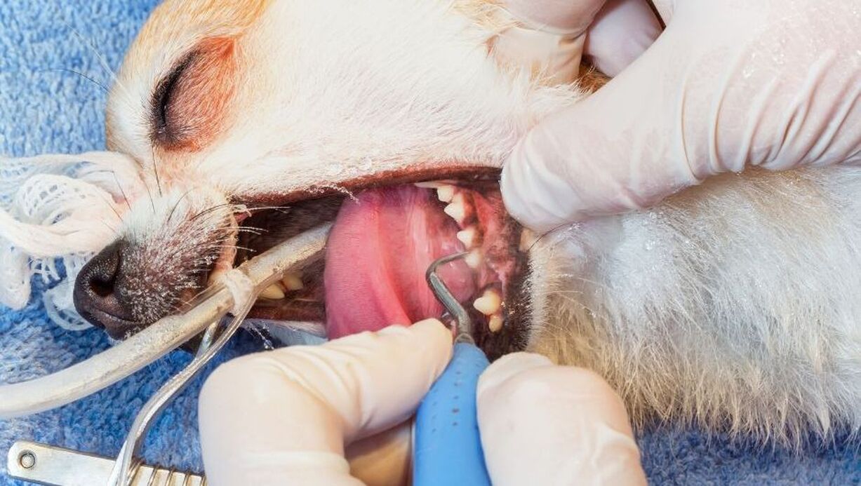 Regular Pet Dental Exam