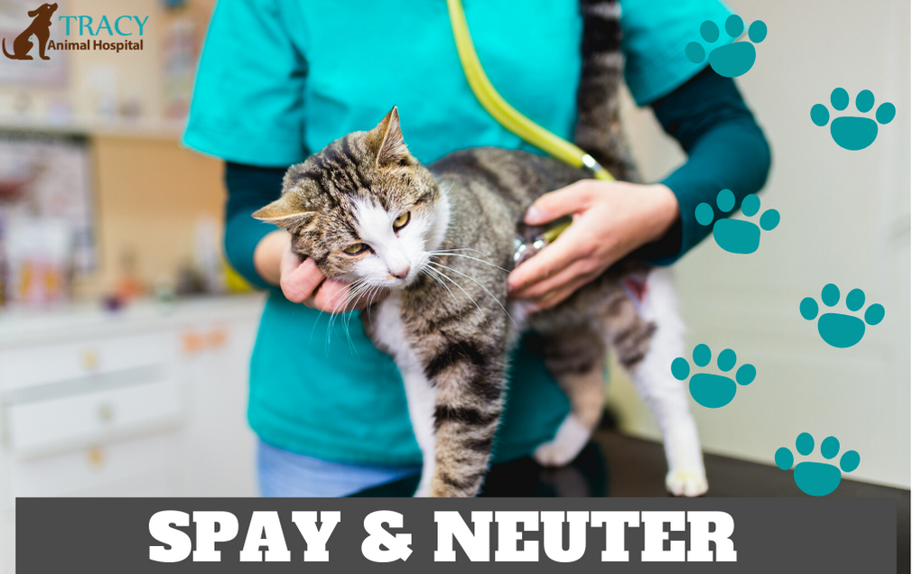Spay & Neuter Special | Tracy Animal Hospital Cypress