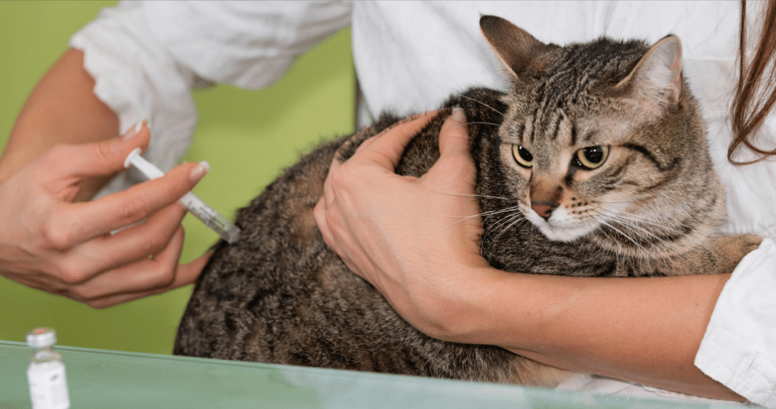Feline Vaccines | Tracy Animal Hospital