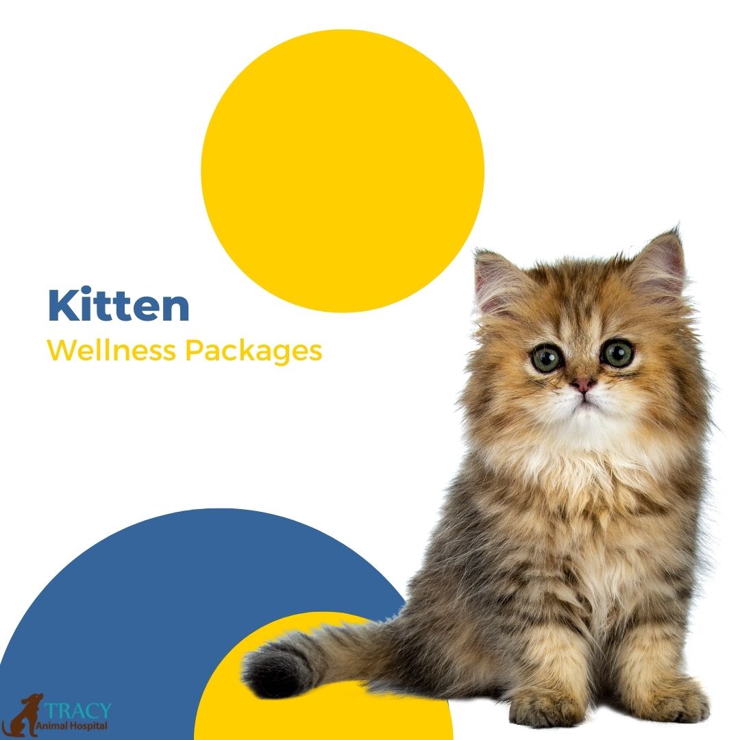 Kitten Wellness Package | Tracy Animal Hospital