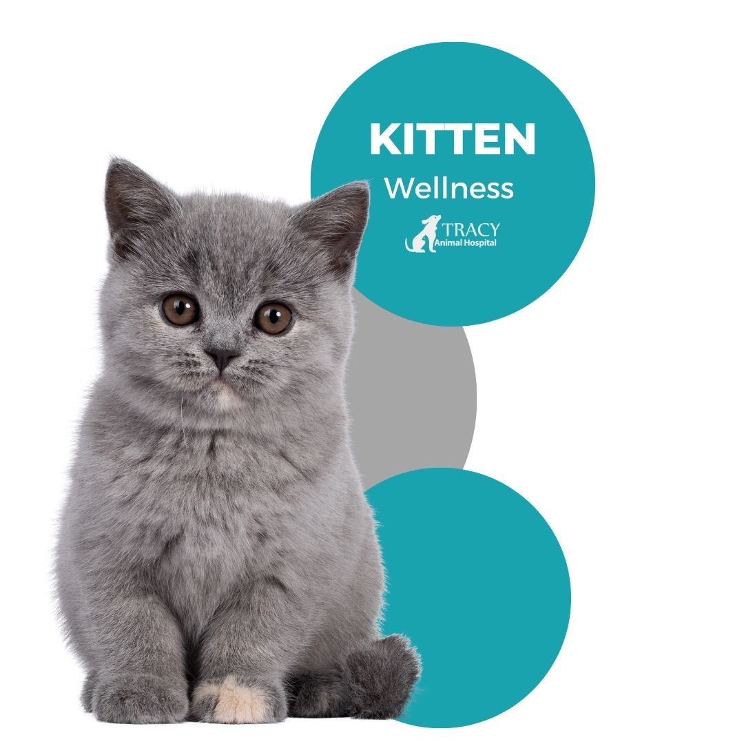 Kitten Wellness  | Tracy Animal Hospital