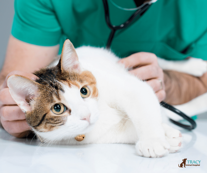 Spay & Neuter Packages | Tracy Animal Hospital
