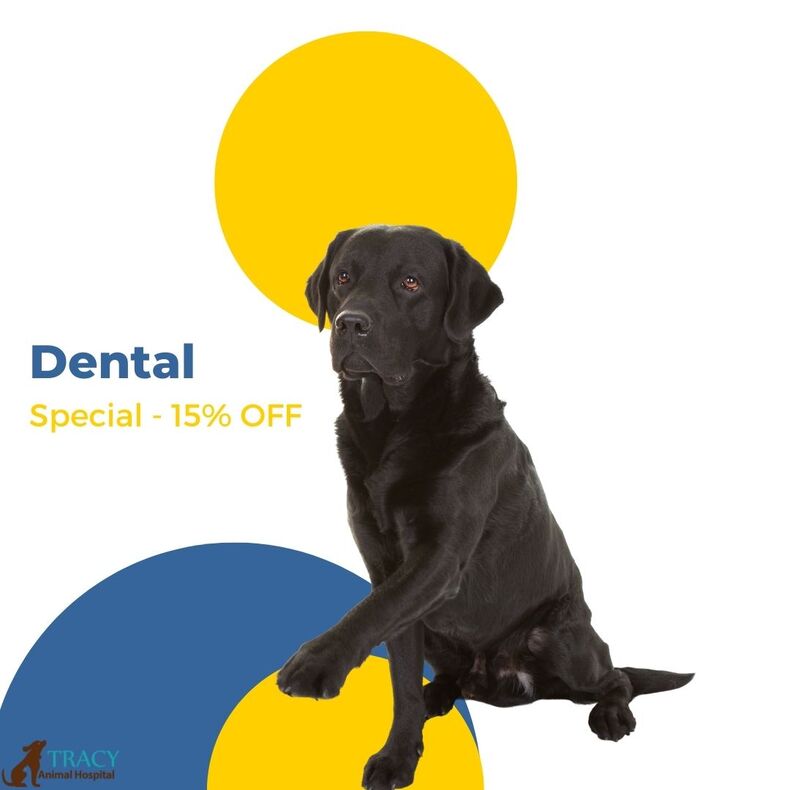 Pet Dental Special | Tracy Animal Hospital
