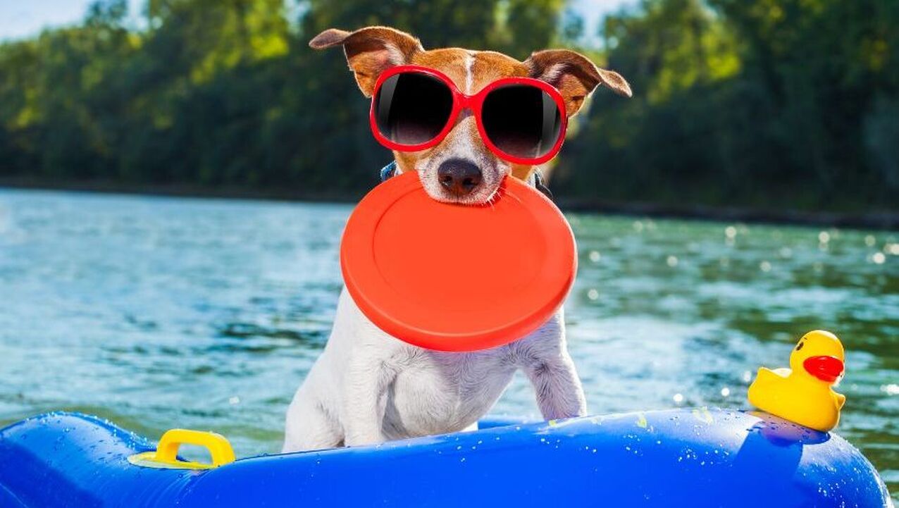 Keep Pet Safe In Summer - Tracy Animal Hospital