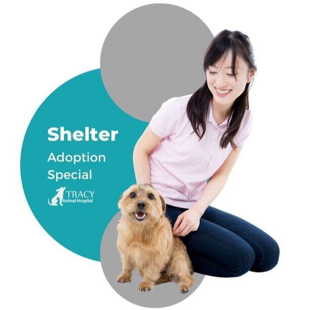 Shelter Adoption Special | Tracy Animal Hospital