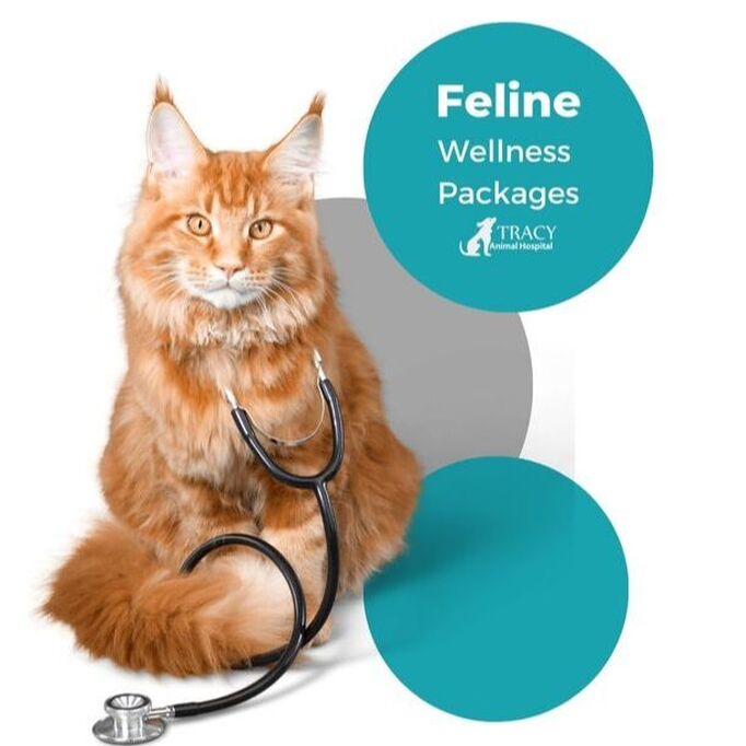 Feline Wellness Package | Tracy Animal Hospital