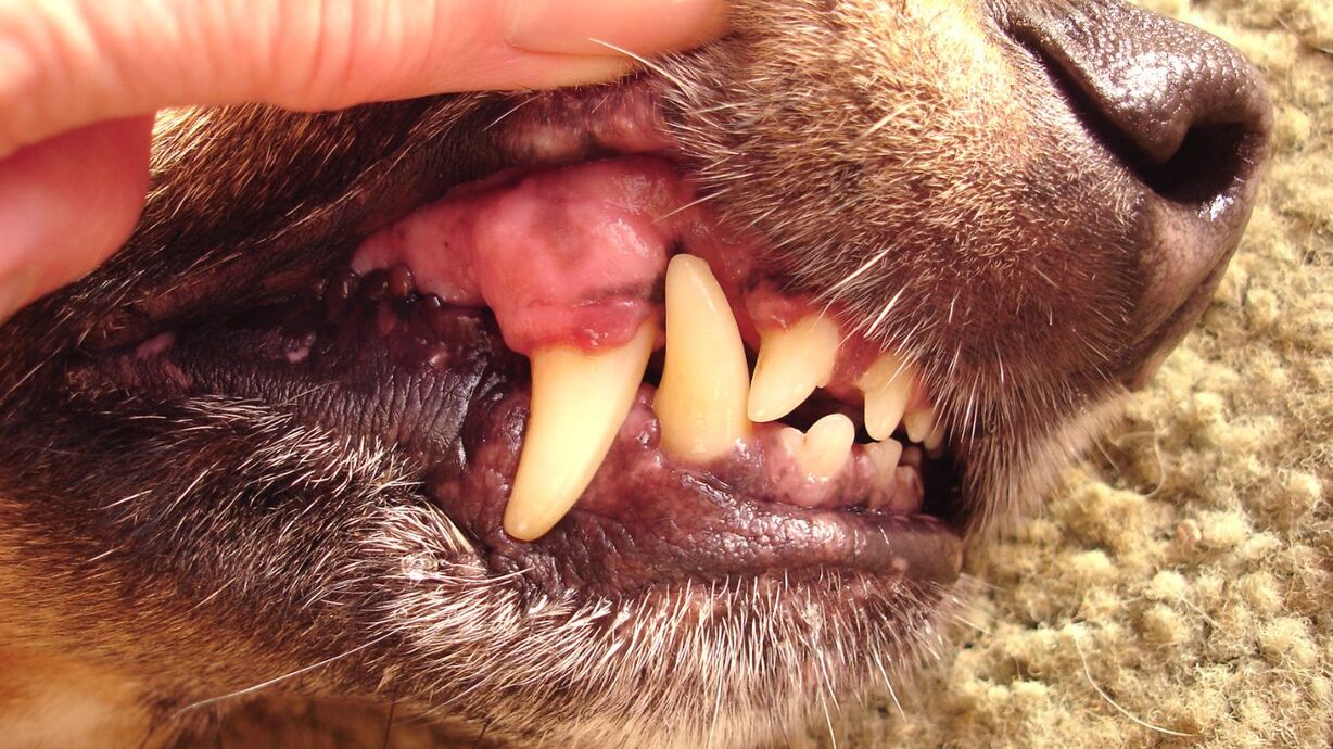 https://www.tracyanimalhospital.com/uploads/8/1/2/1/81210624/published/tracy-animal-hospital-periodontal-disease.jpg?1679759762