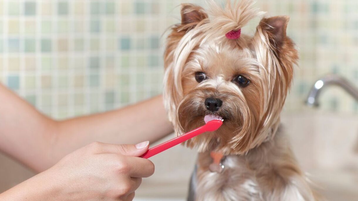 Pet Dental Care - Daily Brushing