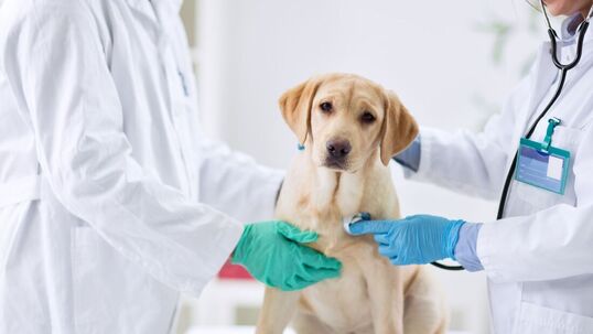 Tracy Animal Hospital - Yearly Wellness Exams for Pets