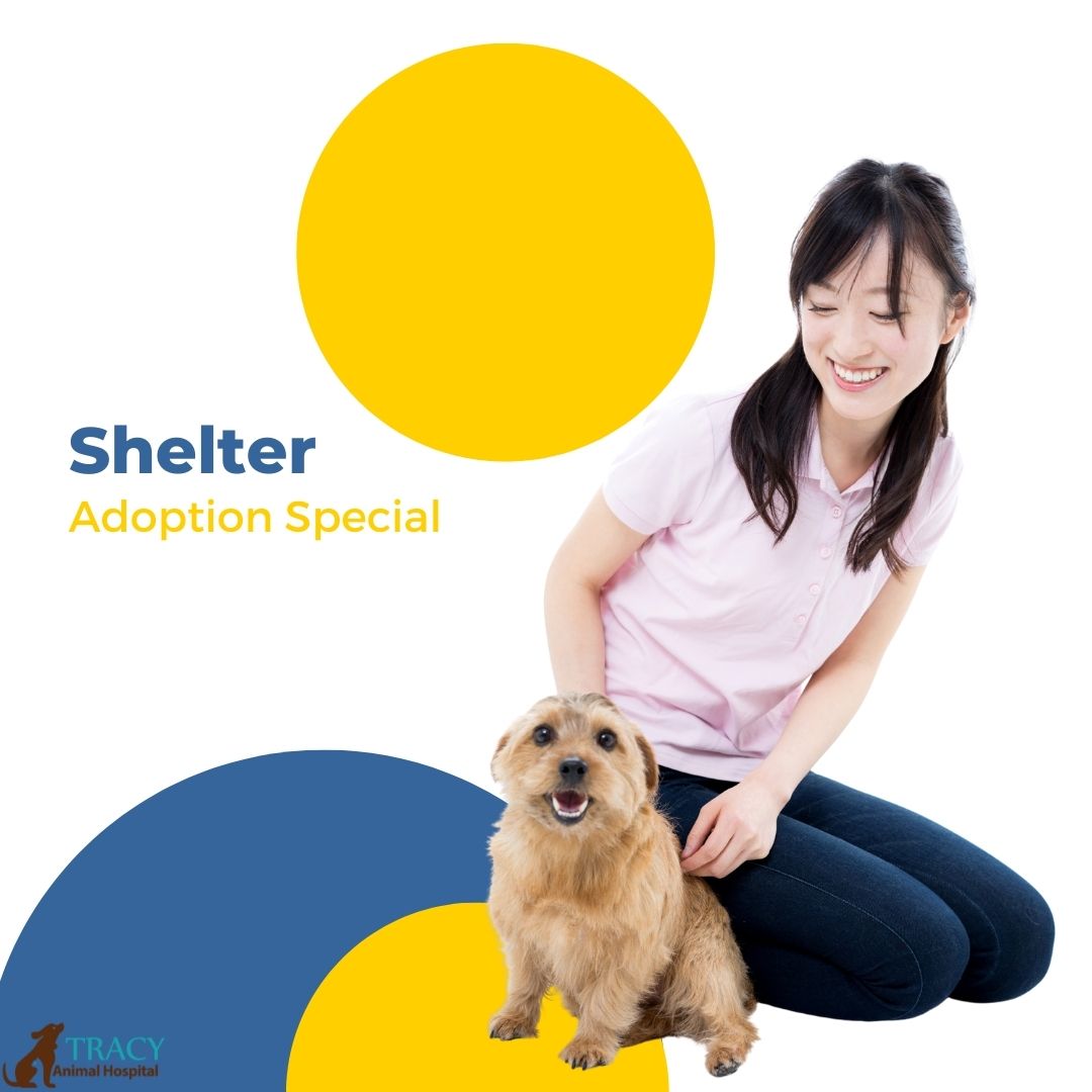 Adopt Shelter Cat | Tracy Animal Hospital