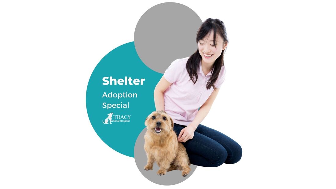 Shelter Adoption Special | Tracy Animal Hospital