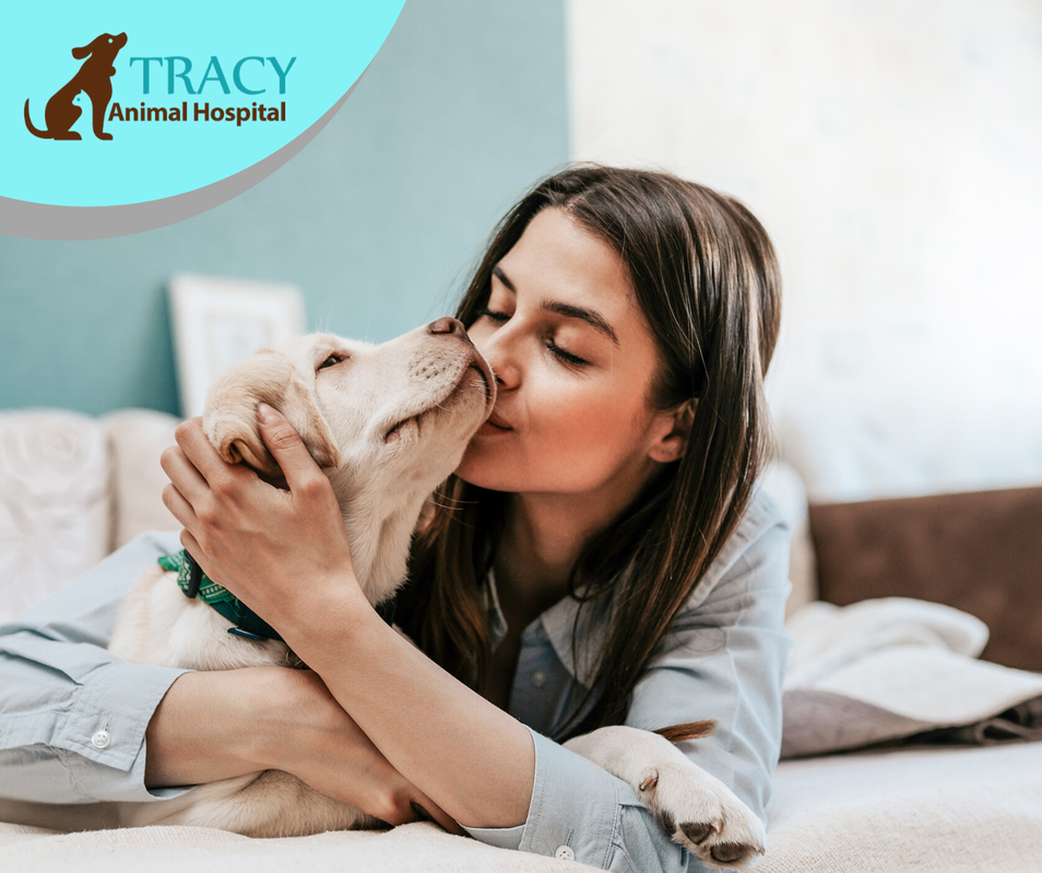 Free Pet Wellness Exam | New Client Special at Tracy Animal Hospital